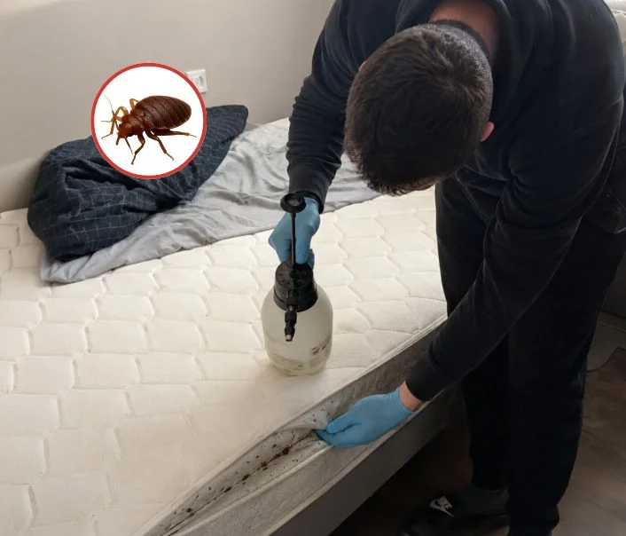 Technicien traitant un matelas contre les punaises de lit à Bazemont
